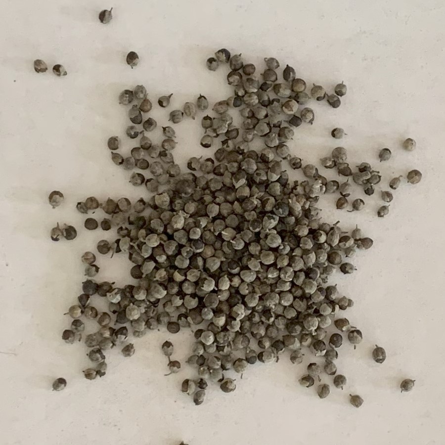 Chaste Berries (dried berries)