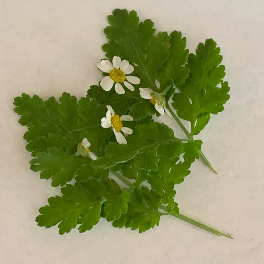 Feverfew (dried leaf & flower)