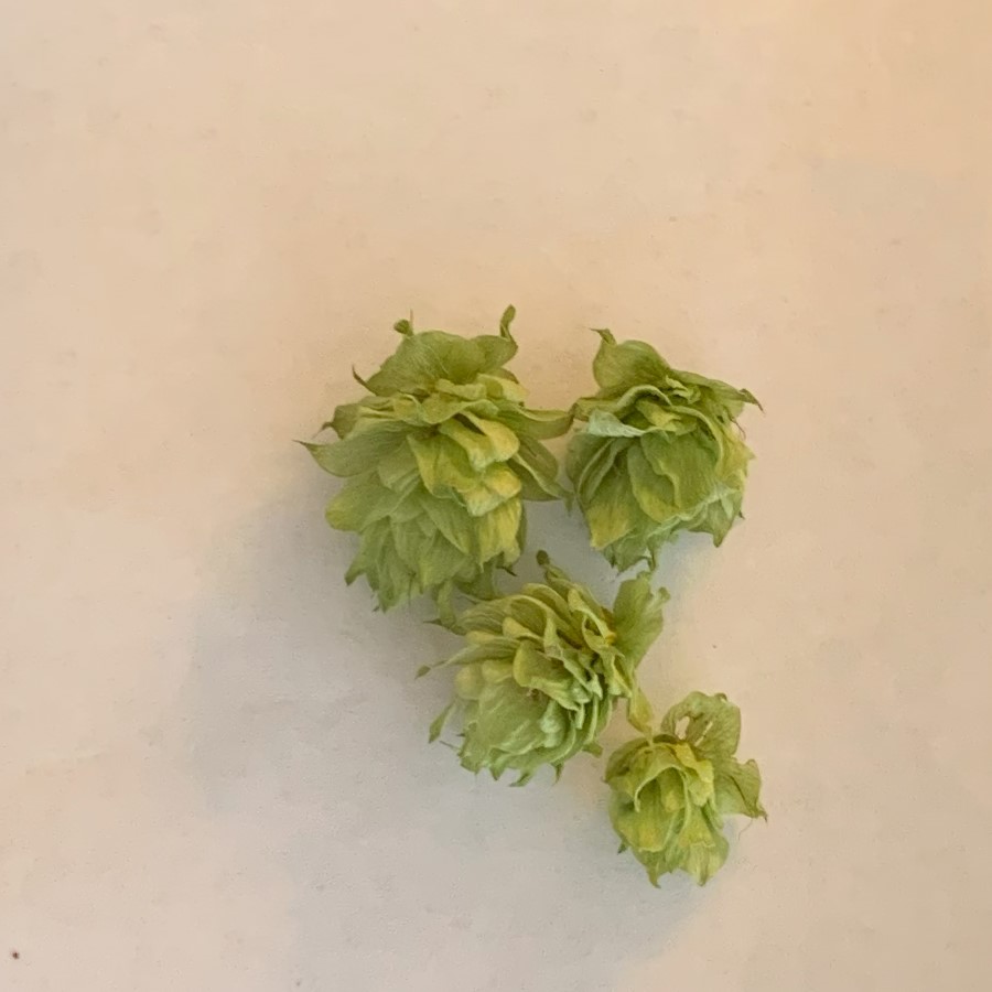 Hops (dried flowers)