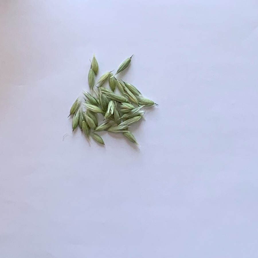 Milky Oats (dried tops)