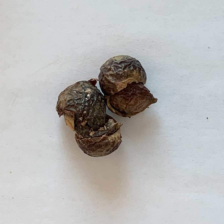 Soap Nuts (dried nuts)