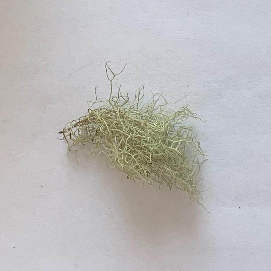 Usnea (dried thallus)